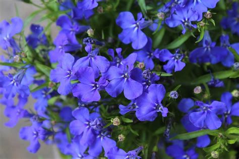 Plantas Con Flores Azules Belleza En Azul Una Planta