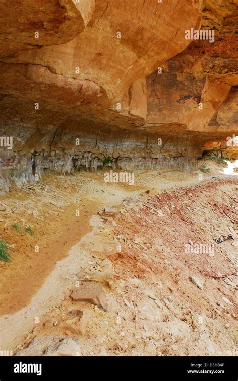 Fossils Kaibab Limestone Grand Canyon Hi Res Stock Photography And