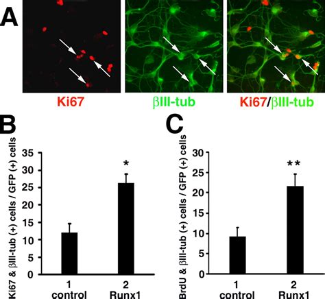 Role For Runx1 In The Proliferation And Neuronal Differentiation Of