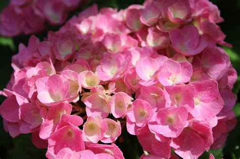 Гортензия метельчатая Strawberry Blossom (76 фото) - фото - картинки и ...