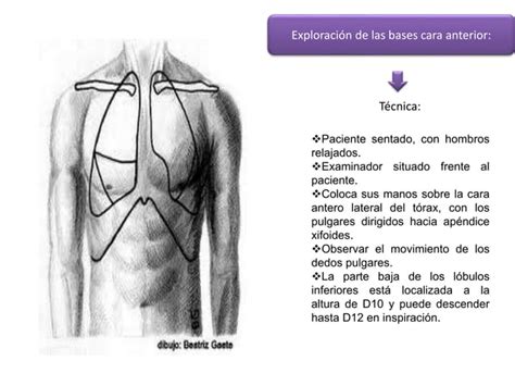 Exploracion Semiologica De Torax Respiratorio DIAPOSITIVAS Pptx