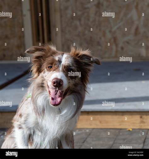 Border Collie Are They Really All That Smart