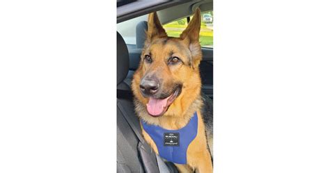 subaru wrx premium  weyesight pet harness medium soah
