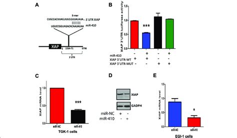 MiR 410 Targets XIAP MRNA By Direct Binding To Its 3UTR A