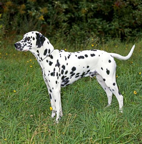 Dalmatian Dog Images Hd