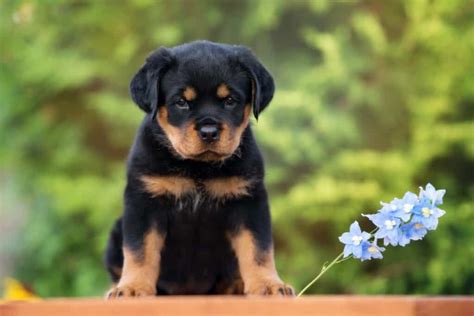 What Were Rottweilers Bred For Original History Jobs And Role A Z