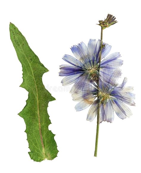 Pressed And Dried Blue Flowers Chicory Stock Photo Image Of Leaf