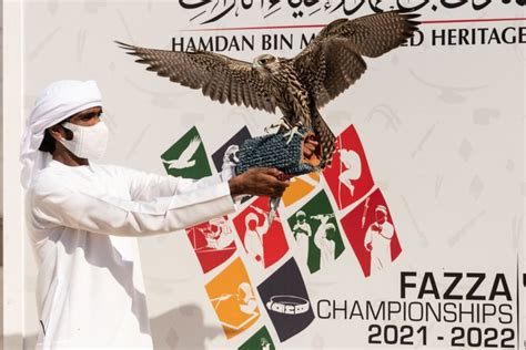 More Than 2 000 Birds In Action At Fazza Championship For Falconry In