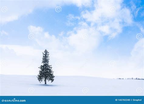 Paisaje Al Aire Libre Hermoso De La Naturaleza Con El Rbol Solo De Los