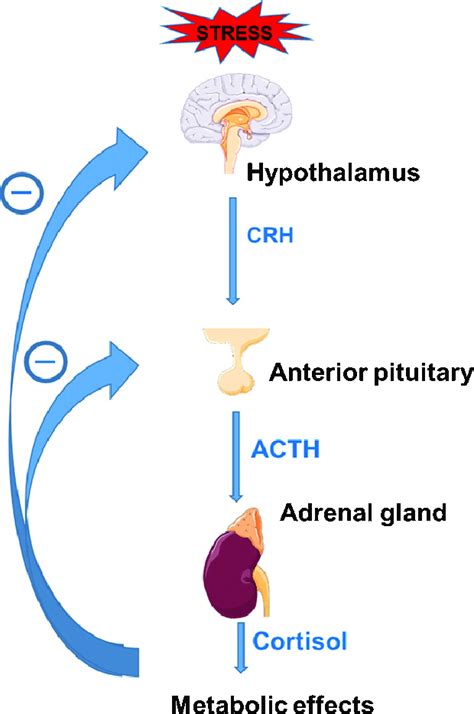 Regulation Through Cortisol Mediated Negative Feedback Of The Download Scientific Diagram