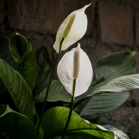 Peace Lily Care A Complete Guide Seed Nursery