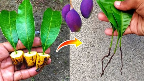 New Method How To Grow Mango Tree From Mango Leaves Best Natural