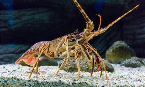 10 Essential Facts About Lobsters - A-Z Animals