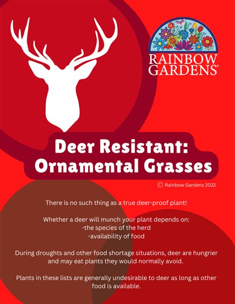 Deer Resistant Plants: Ornamental Grasses | Rainbow Gardens