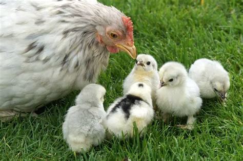 Poule Quelle Alimentation Pour Les Poussins Rem Des Naturels Pour