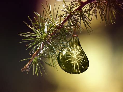 Kerstboom Kiezen AVRI Bloem En Tuincentrum