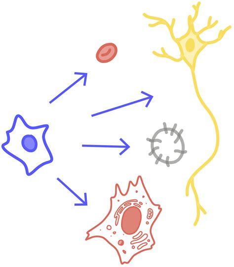 Stem cells - Innovative Genomics Institute (IGI)