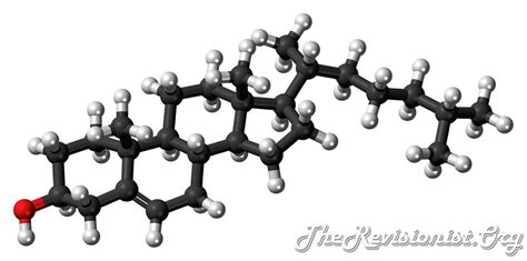 Cholesterol - Function, Production, Statins, & Types - The Revisionist