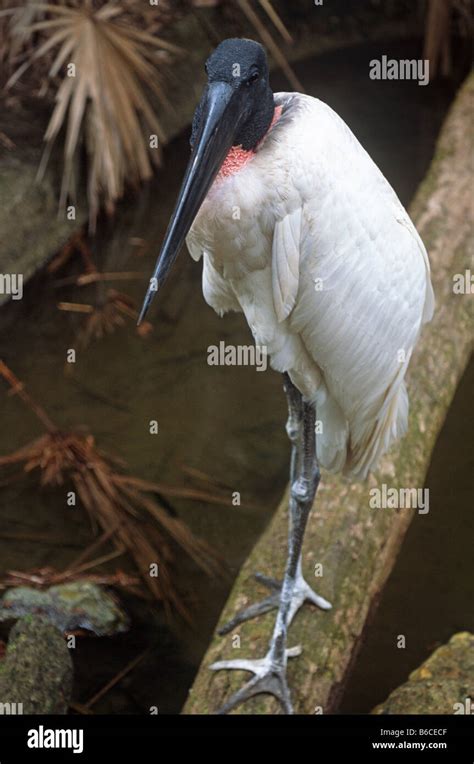 Las Aves Mas Grande Del Mundo Fotograf As E Im Genes De Alta Resoluci N