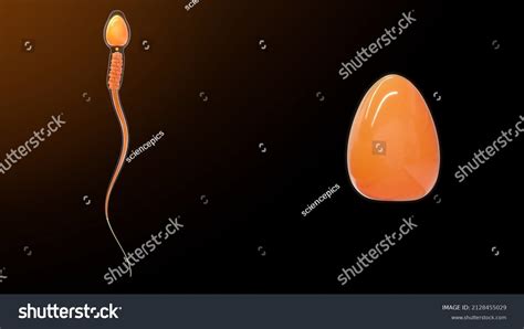 Human Sperm Cell Nucleus Anatomy 3d Stock Illustration 2128455029