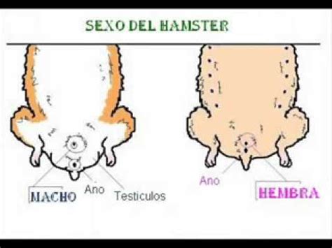 Como Saber Si Tu Hamster Es Hembra O Macho Youtube