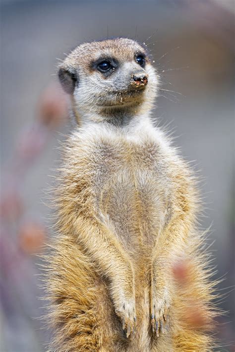 Standing Meerkat A Classic Picture Of A Cute Meerkat Stand Tambako