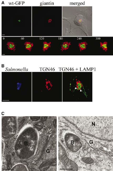 Salmonella Associates With The Golgi Network In Hela Cells A Upper