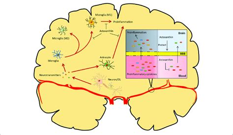 Overview Of The Functional Implications Of Astaxanthin In Modulating