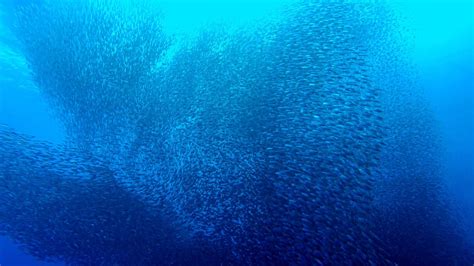 The Sardine Run In Moalboal Cebu Philippines K Youtube