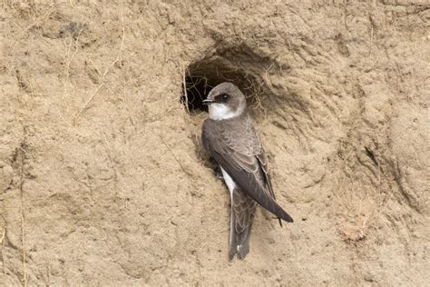 Bird of the Month: Bank Swallows - Erie Reader