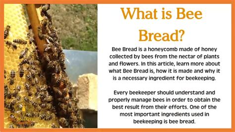 What Is Bee Bread