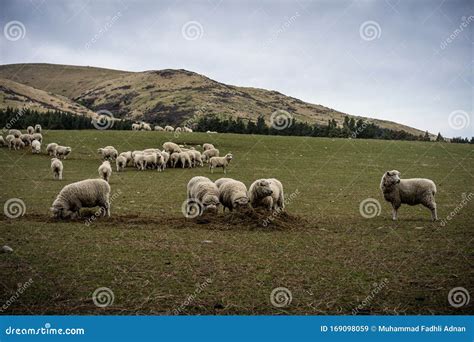 A Herd Of Sheep At A Farm In South Island New Zealand Stock Image