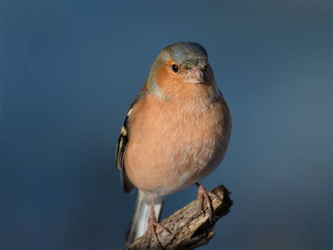 Male Chaffinch Vicky Outen Flickr