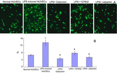 Calycosin O D Glucoside Promotes Oxidative Stress Induced