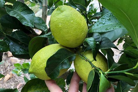 Citrus Trees For Sale Online PlantNet Australia