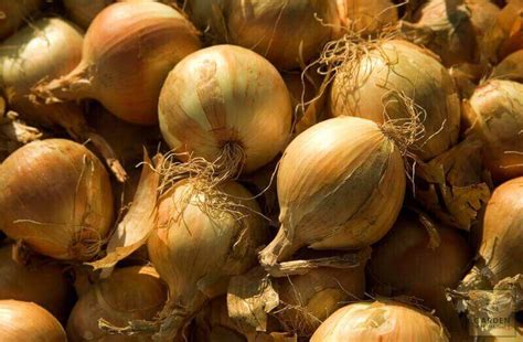 Seeds Shop Buy Organic F1 Yellow Onion Seeds Vegetable Seeds