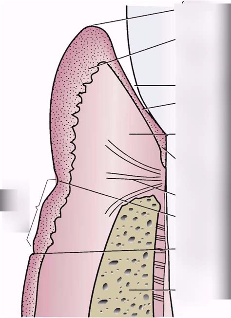 Ch 10 Gingival And Dentogingival Junctional Tissues Diagram Quizlet