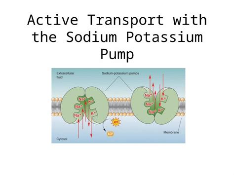 Pptx Active Transport With The Sodium Potassium Pump Review