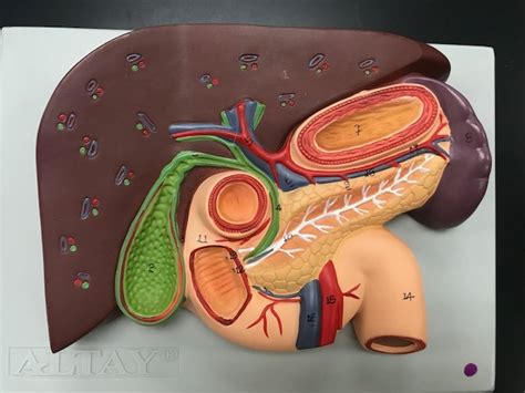 Liver And Pancreas Model Lab Diagram Quizlet