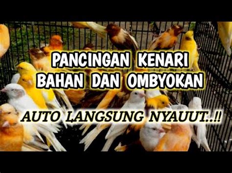 Kenari Gacor Pancingan Kenari Bahan Dan Ombyokan YouTube