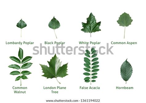 Types Of Leaves With Names