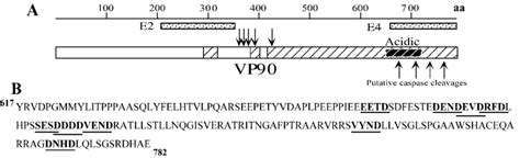 VP90 Contains Caspase Cleavage Motifs In Its Acidic Domain A Diagram