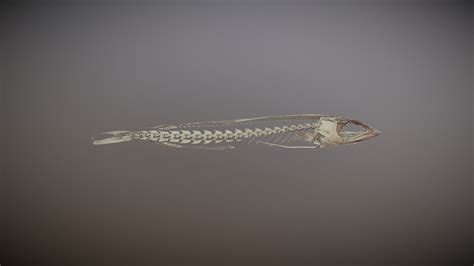 Makaira Nigricans UF 166699 - 3D model by Blackburn Lab (@ufherps) [942ceee] - Sketchfab