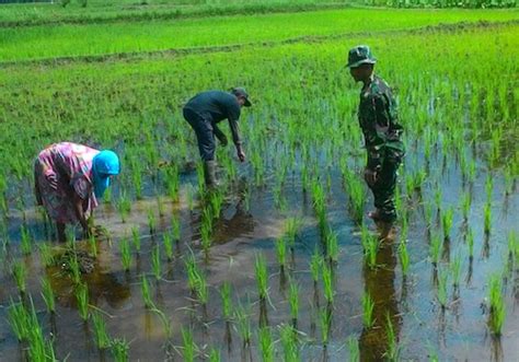 Babinsa Koramil Rawas Ulu Turun Ke Sawah Bantu Petani Tanam Padi