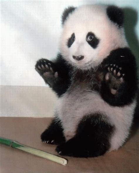 Silly Panda Picture Ebaums World