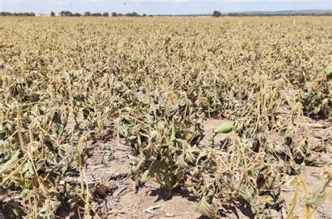 Por La Sequía Se Desplomó El Pbi Del Agro En El Primer Semestre Del