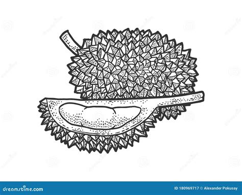 Durian Fruit Sketch Vector Illustration Stock Vector Illustration Of