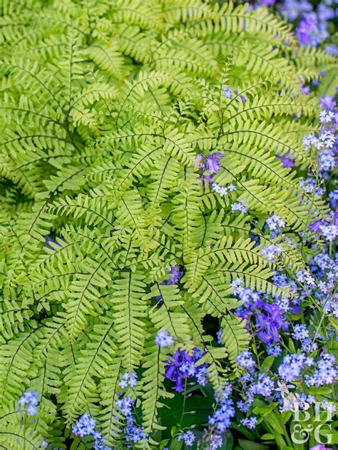 9 Low Maintenance Ferns To Liven Up Your Shade Garden Ferns Garden Pacific Northwest Garden