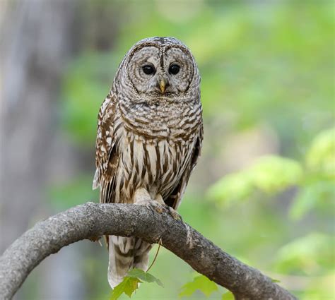 The Six Owl Species Found in Florida – Nature Blog Network