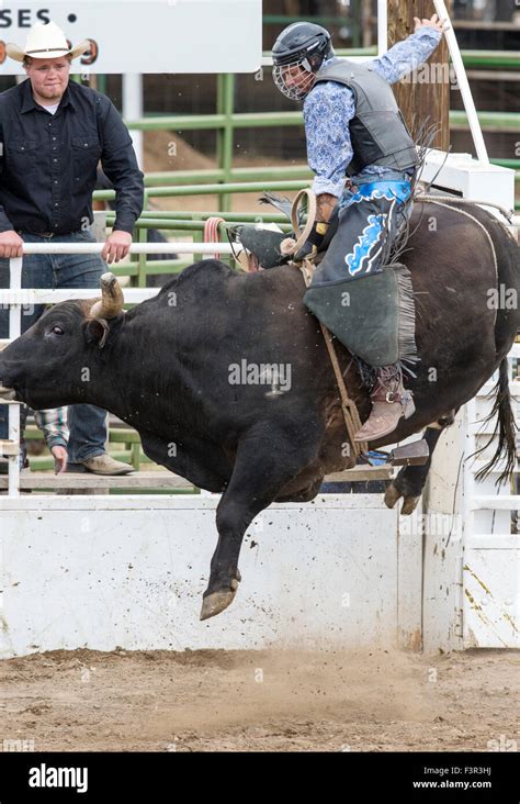 Rodeo cowboy riding a bucking bull, bull riding competition, Chaffee ...